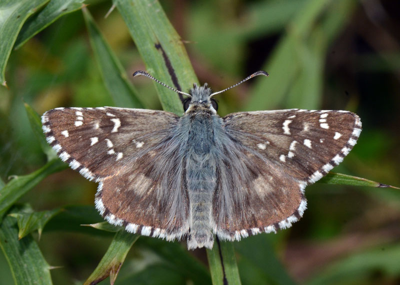 Pyrgus da determinare